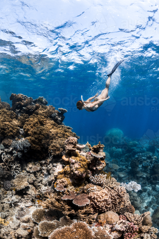 Woman freediving on the Great Barrier Reef - Australian Stock Image