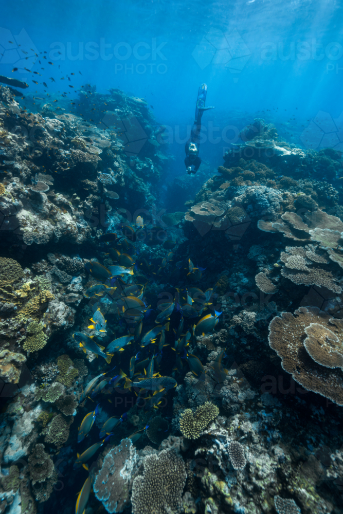 Woman freediving on the Great Barrier Reef - Australian Stock Image