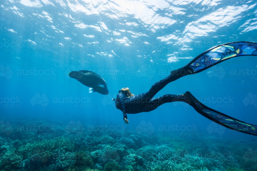 Woman freediving with a humphead wrasse on the Great Barrier Reef - Australian Stock Image
