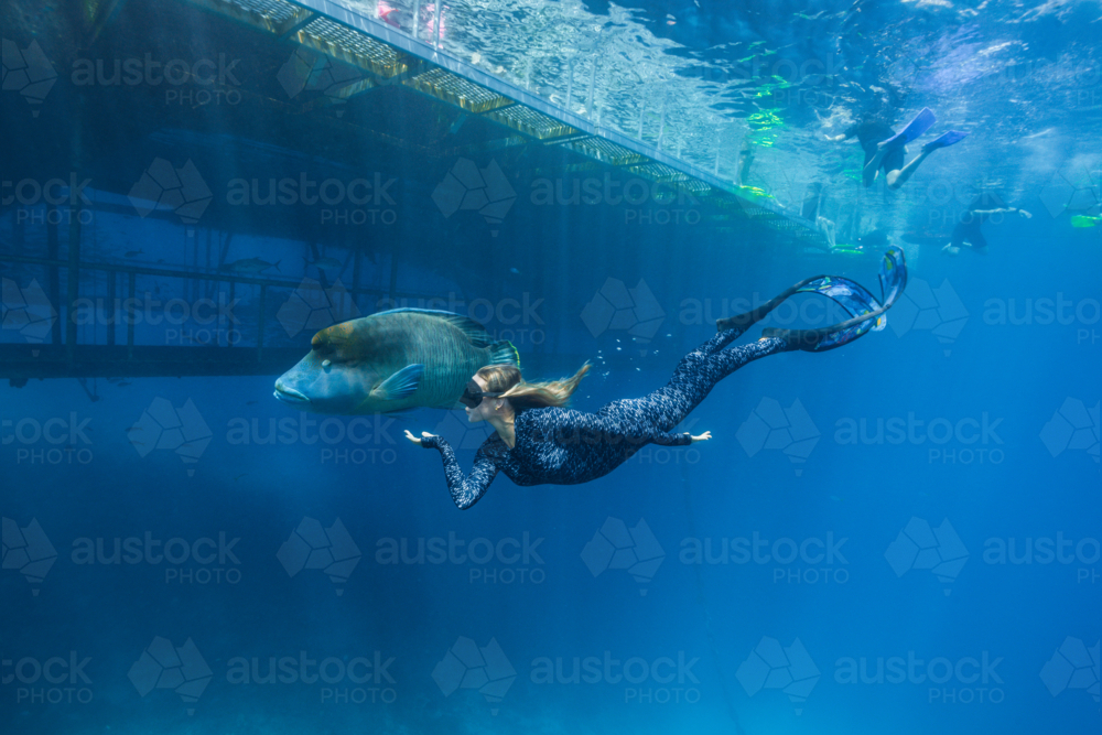 Woman freediving with a humphead wrasse on the Great Barrier Reef - Australian Stock Image