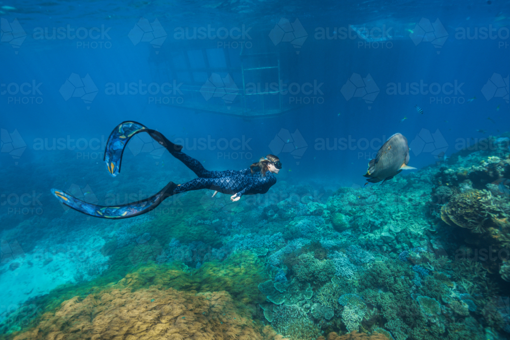 Woman freediving with a humphead wrasse on the Great Barrier Reef - Australian Stock Image