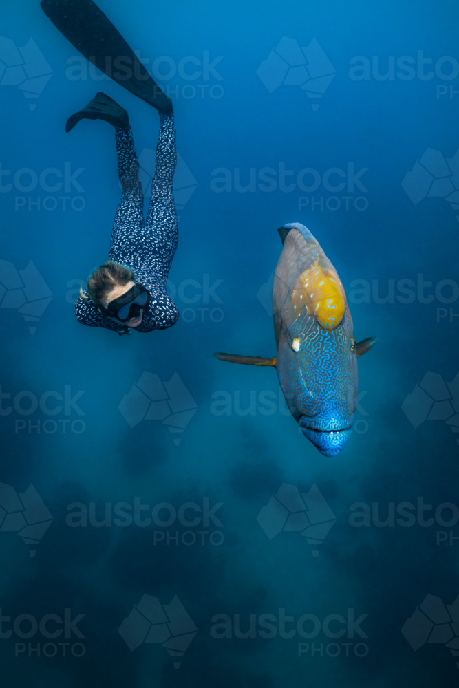 Woman freediving with a humphead wrasse on the Great Barrier Reef - Australian Stock Image