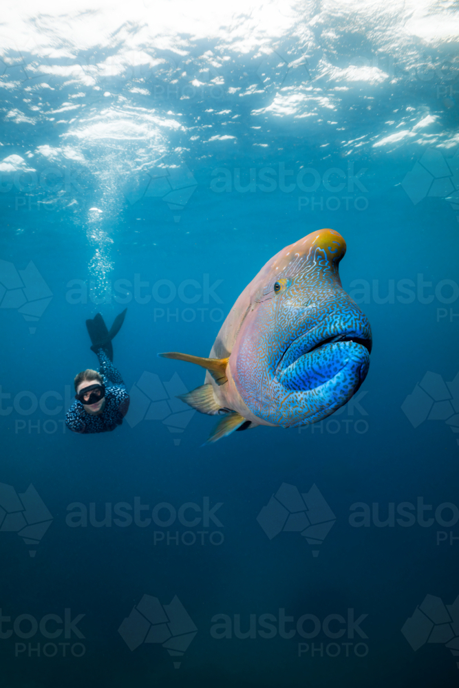 Woman freediving with a humphead wrasse on the Great Barrier Reef - Australian Stock Image