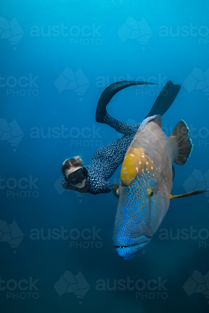 Woman freediving with a humphead wrasse on the Great Barrier Reef - Australian Stock Image