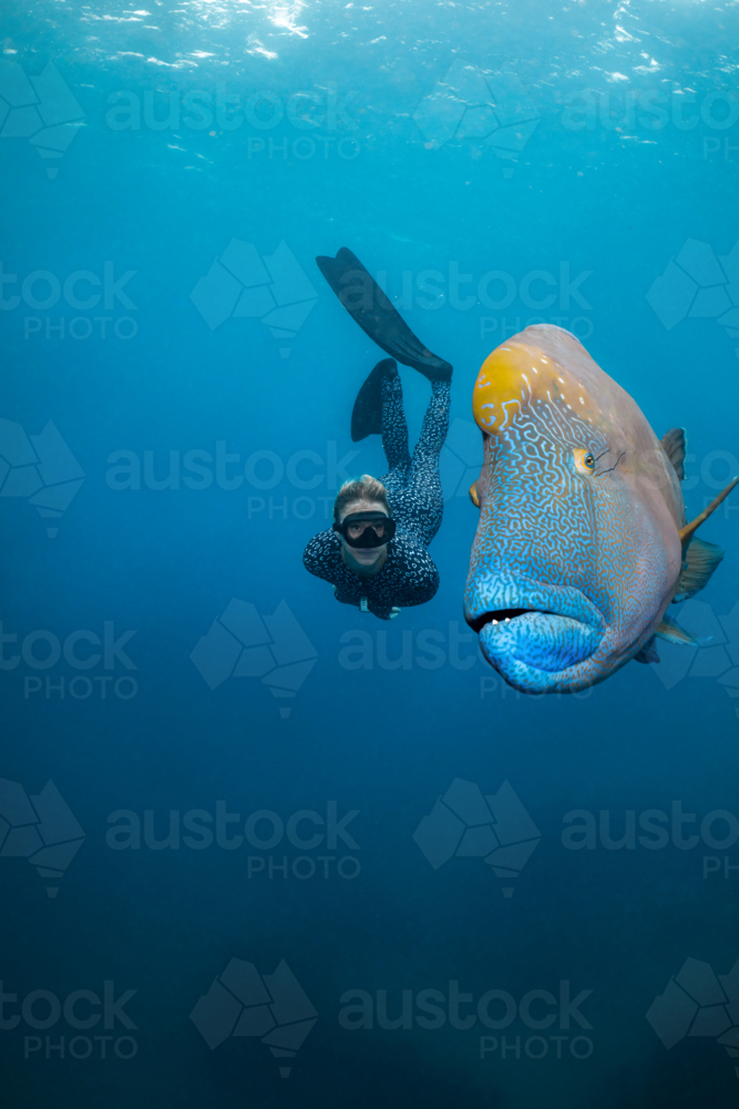 Woman freediving with a humphead wrasse on the Great Barrier Reef - Australian Stock Image