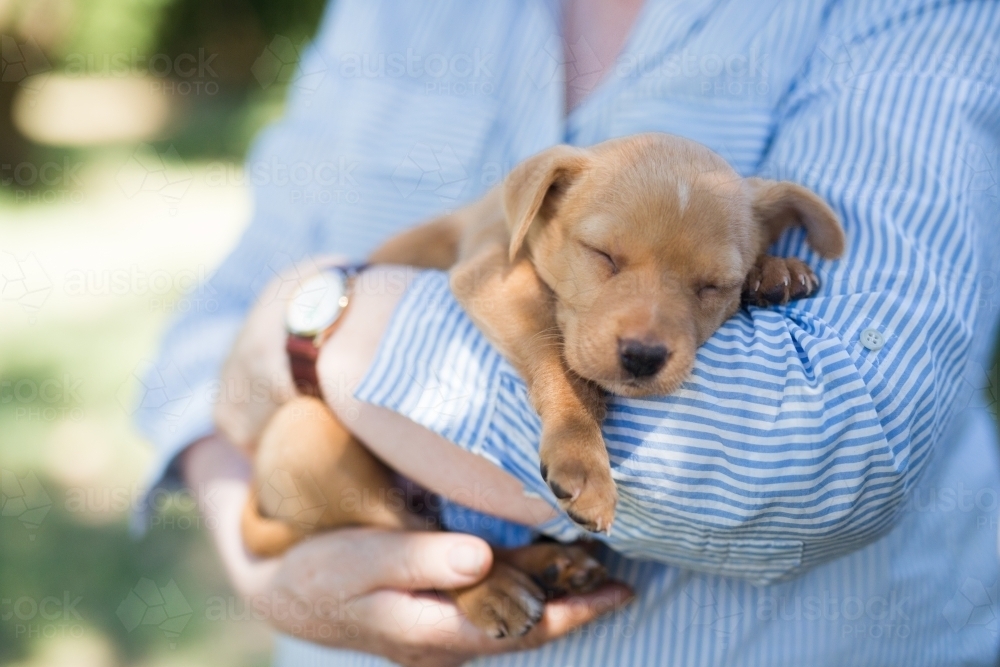 tan kelpie puppies