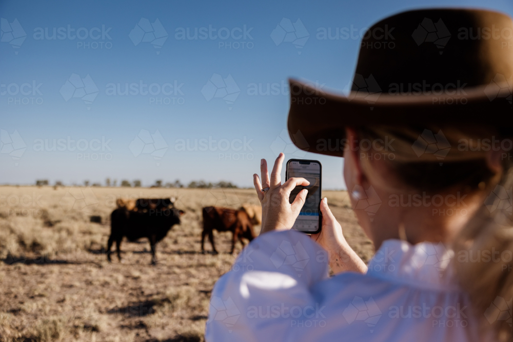 Woman holding phone taking photos of cattle - Australian Stock Image