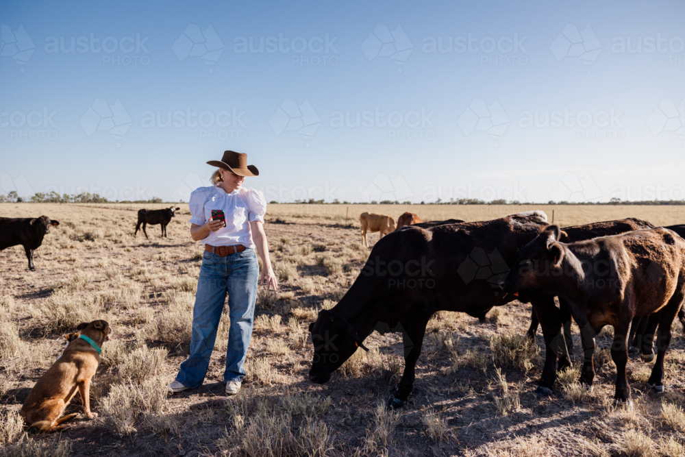 Woman holding phone taking photos of cattle - Australian Stock Image
