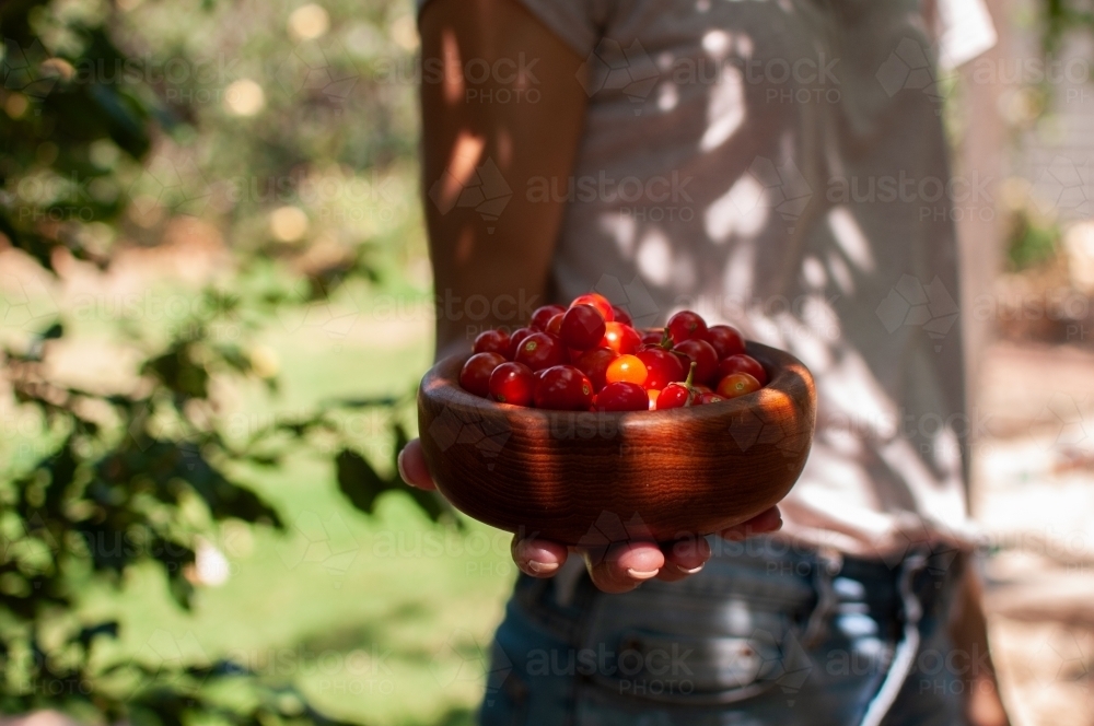 Woman holding wooden bowl full of home-grown tomatoes towards camera - Australian Stock Image