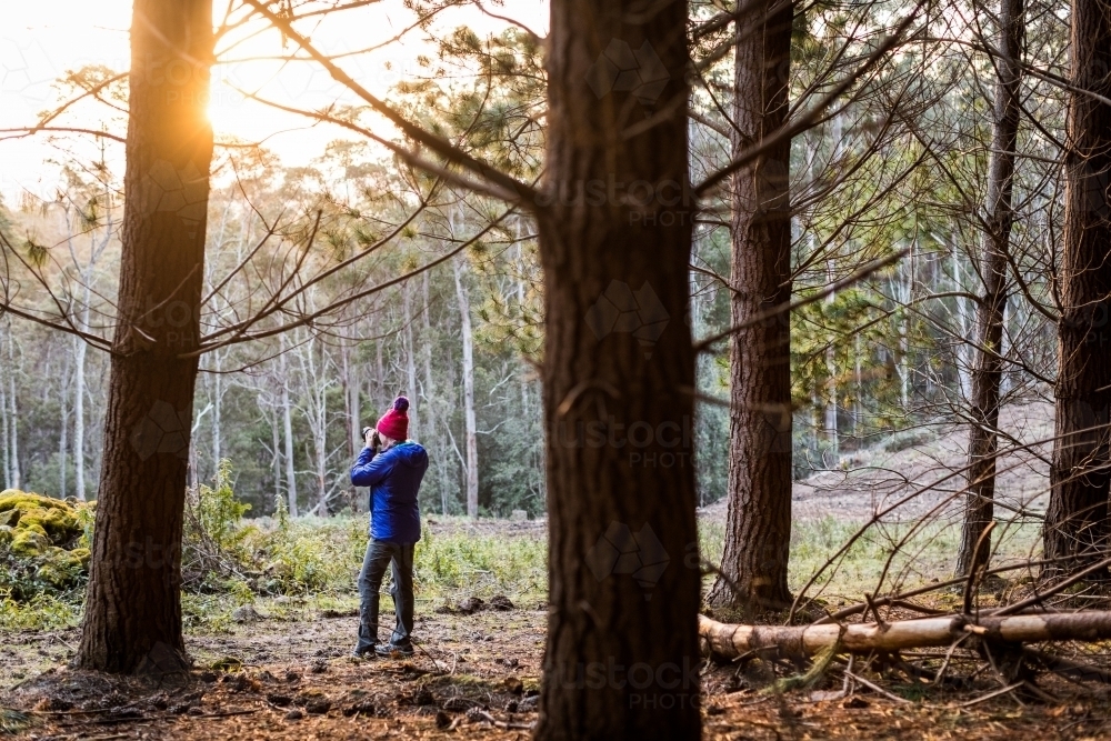 Woman in pine forest - Australian Stock Image