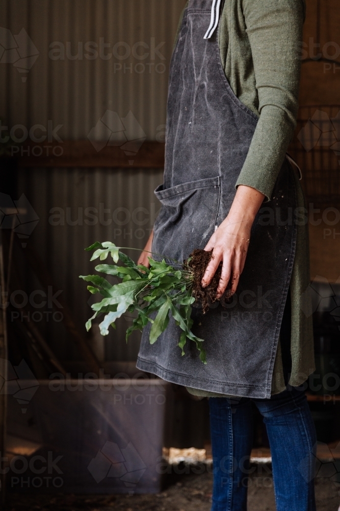 Woman Kokedama Planting - Australian Stock Image