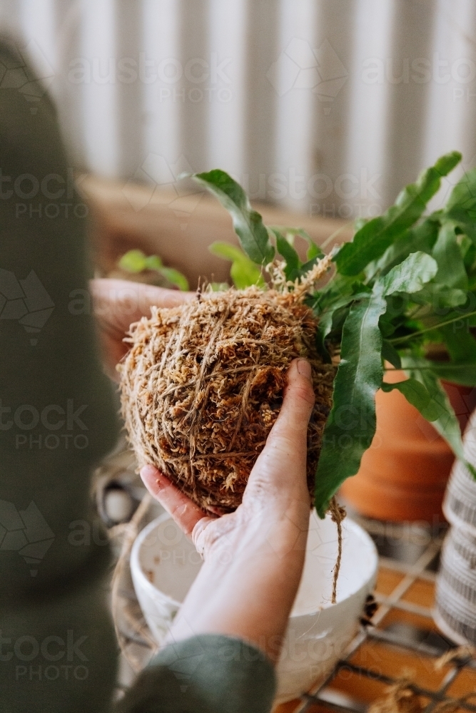 Woman Kokedama Planting - Australian Stock Image