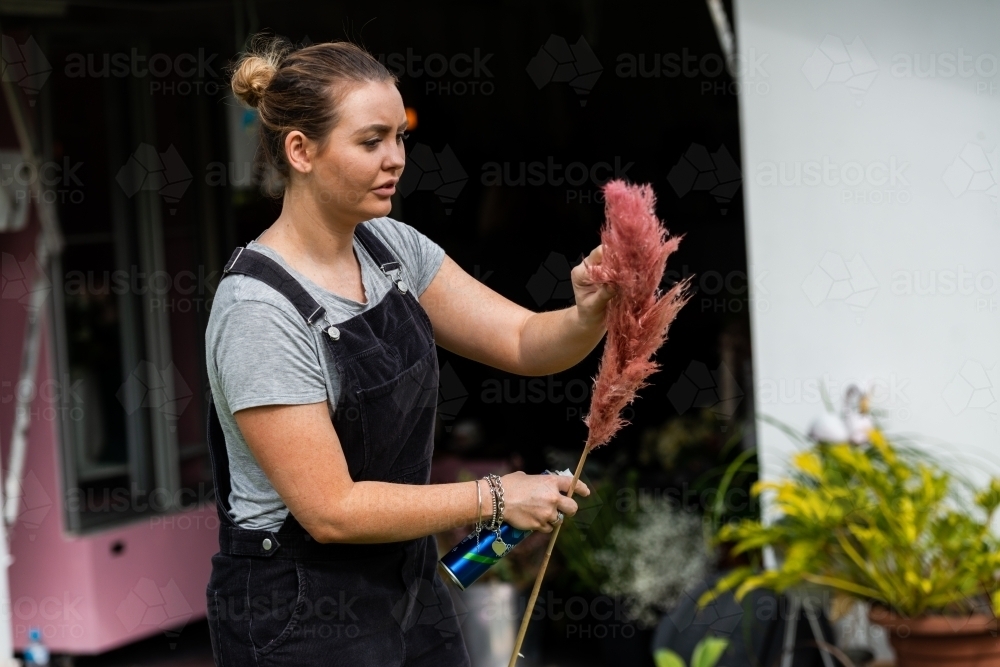 Woman preparing dark pink feathery pampas grass for display - Australian Stock Image