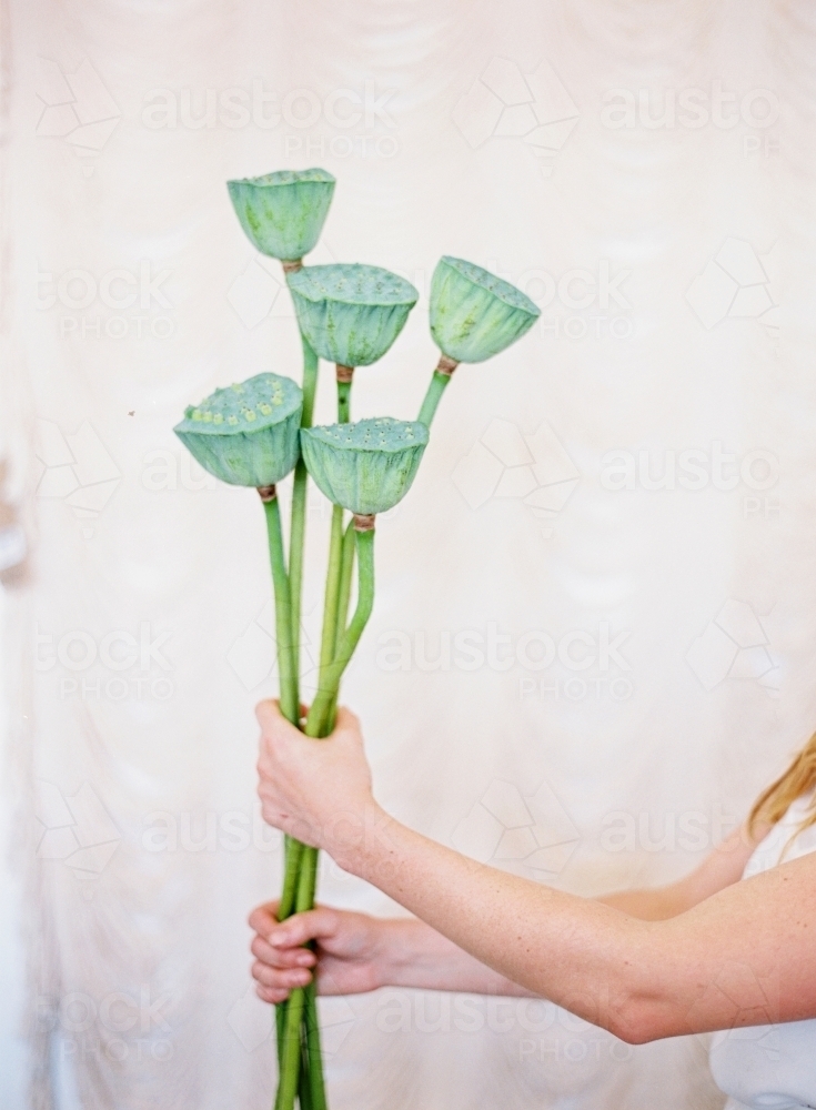 Woman's arms holding out tall bunch of unique blossoms - Australian Stock Image
