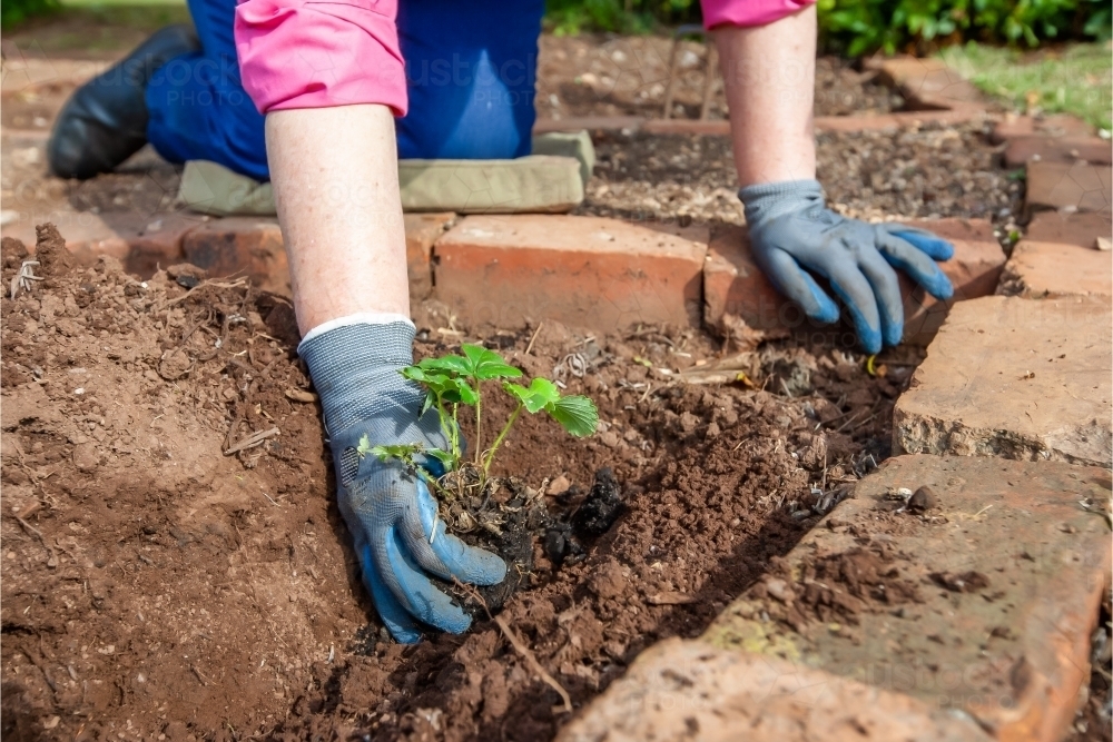 Woman's hand gardening - Australian Stock Image