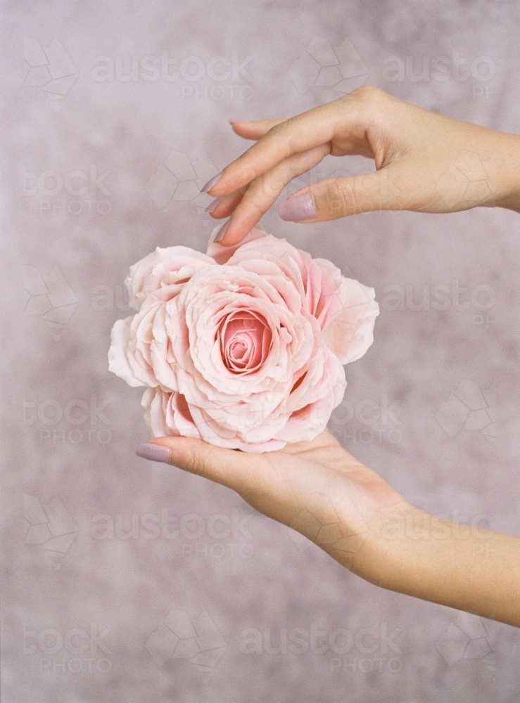 Woman's hands holding a large, beautiful pink bloom - Australian Stock Image