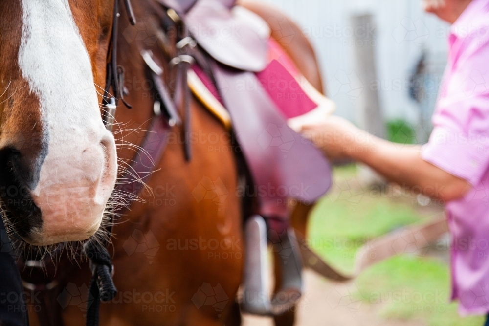 Woman saddling up horse - Australian Stock Image