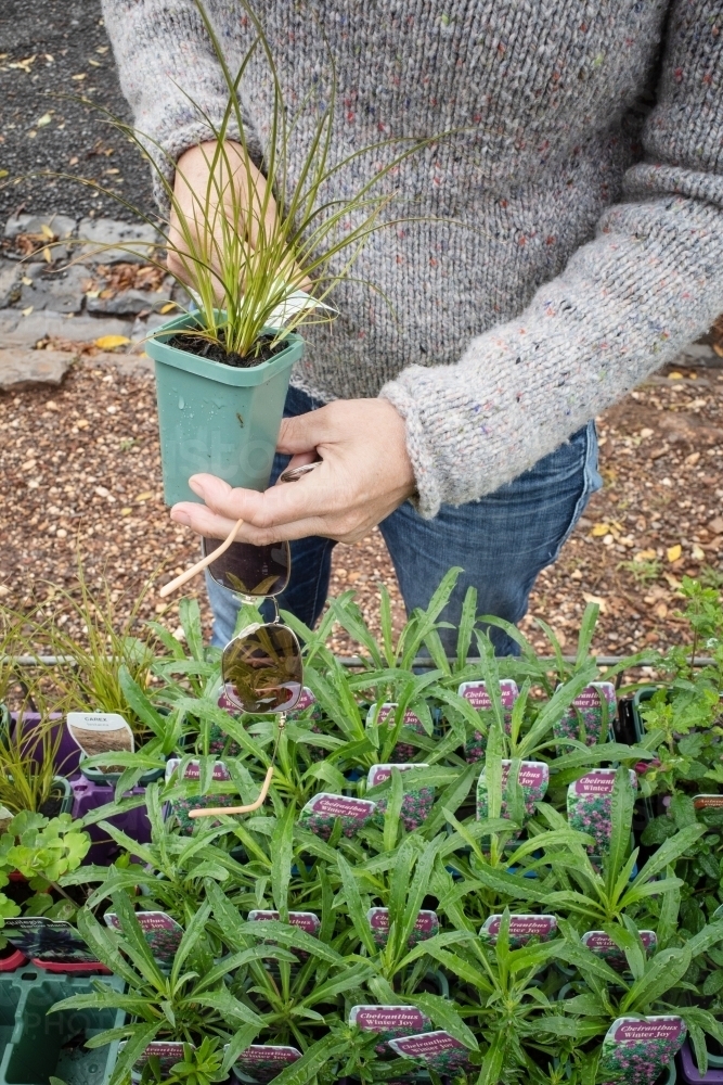 Woman selecting plants from a small local nursery - Australian Stock Image
