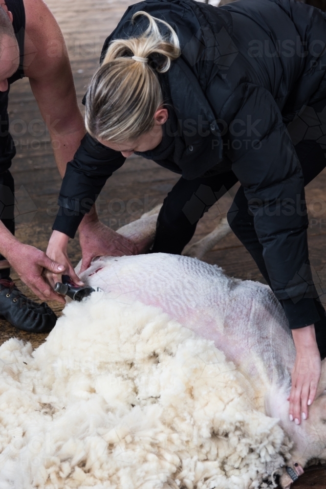 Woman shearing a sheep - Australian Stock Image