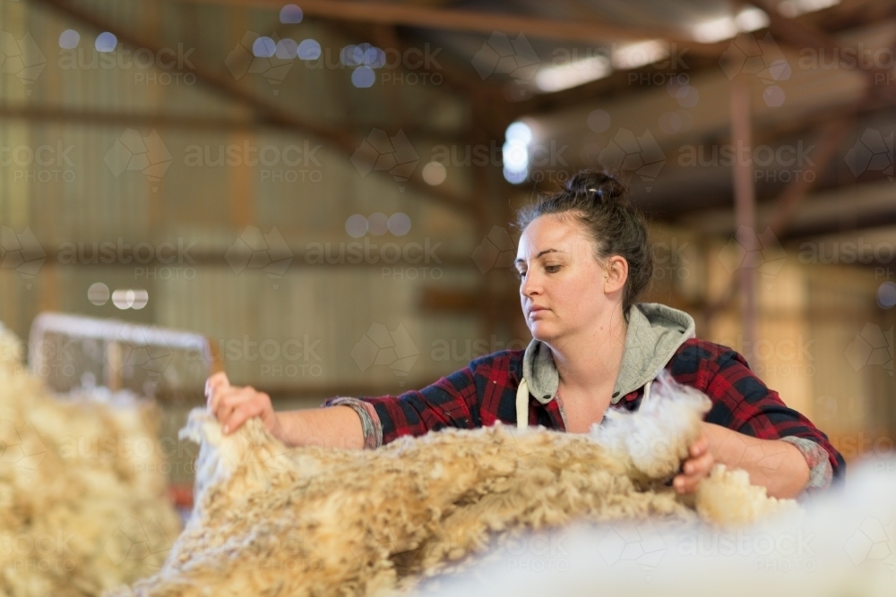 Woman skirting a fleece of wool in shearing shed - Australian Stock Image