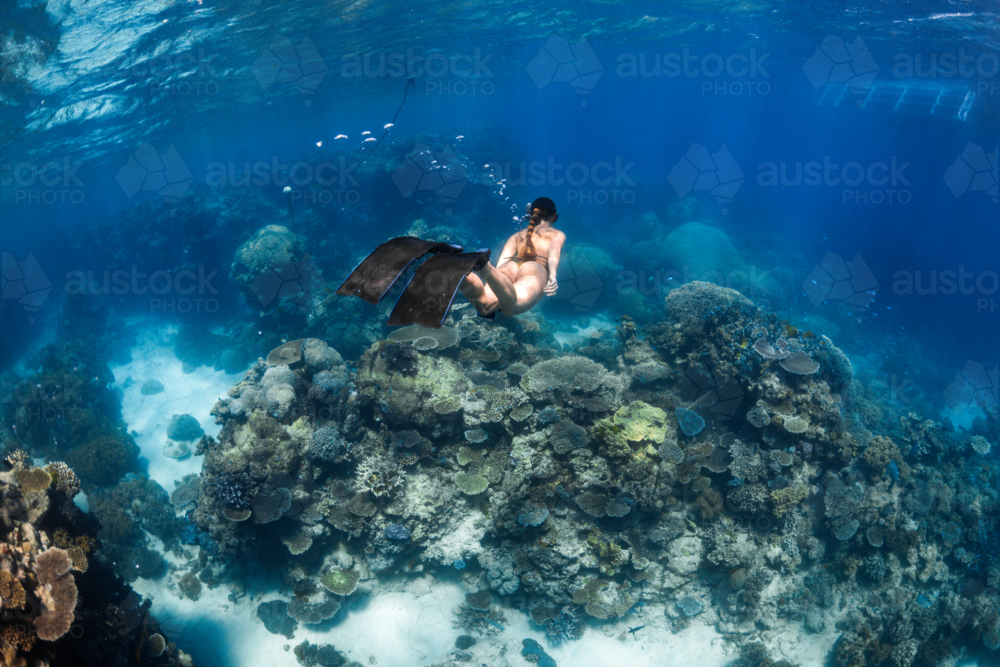 Woman snorkeling on the Great Barrier Reef - Australian Stock Image