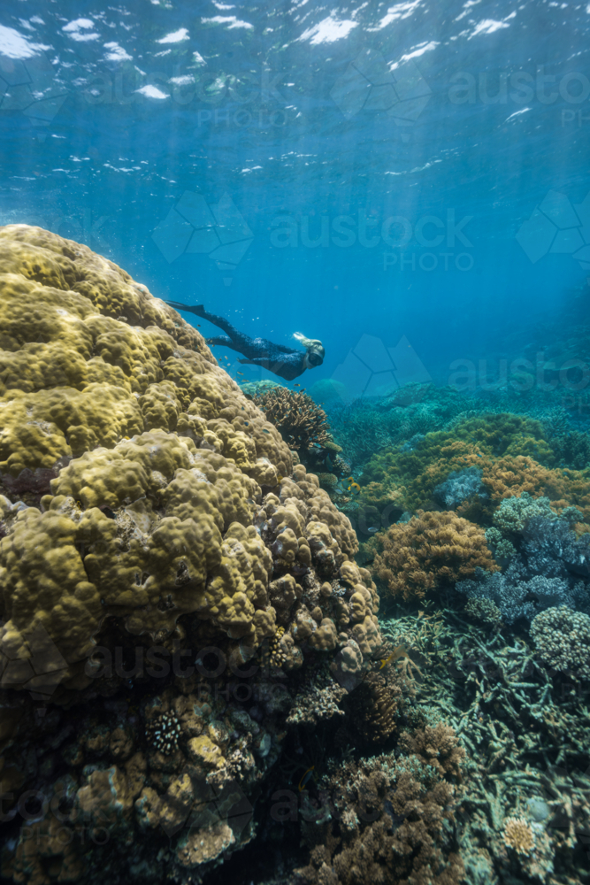 Woman snorkeling on the Great Barrier Reef - Australian Stock Image