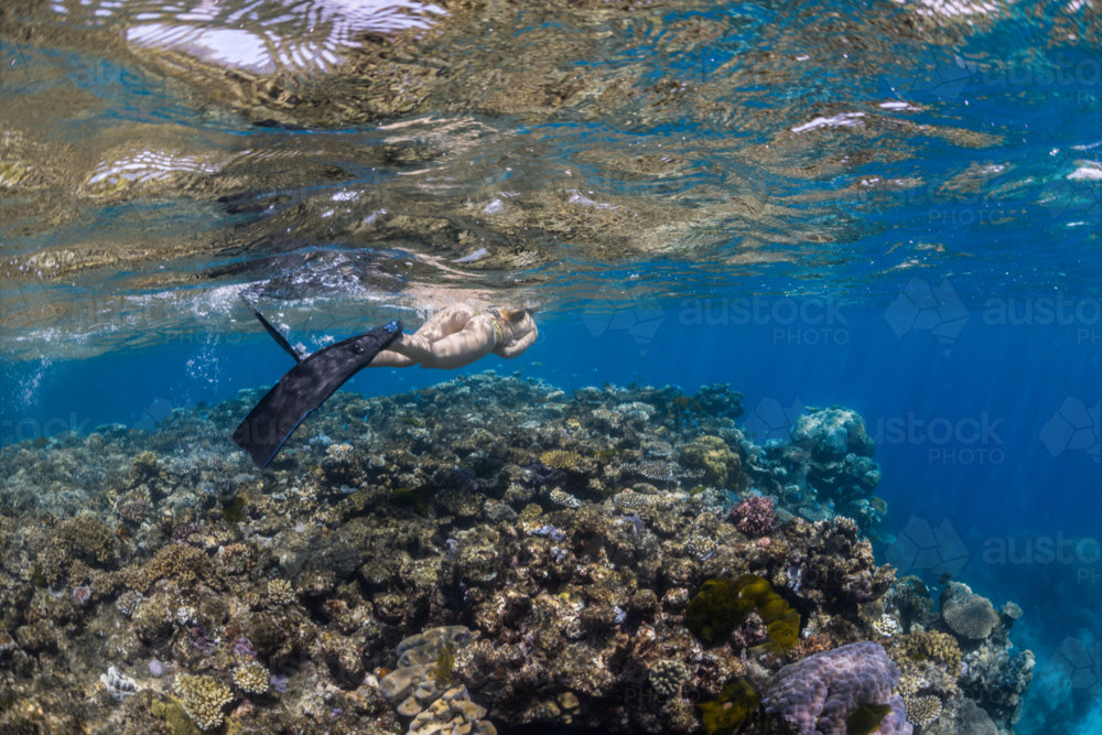 Woman snorkeling over a coral reef on the Great Barrier Reef - Australian Stock Image