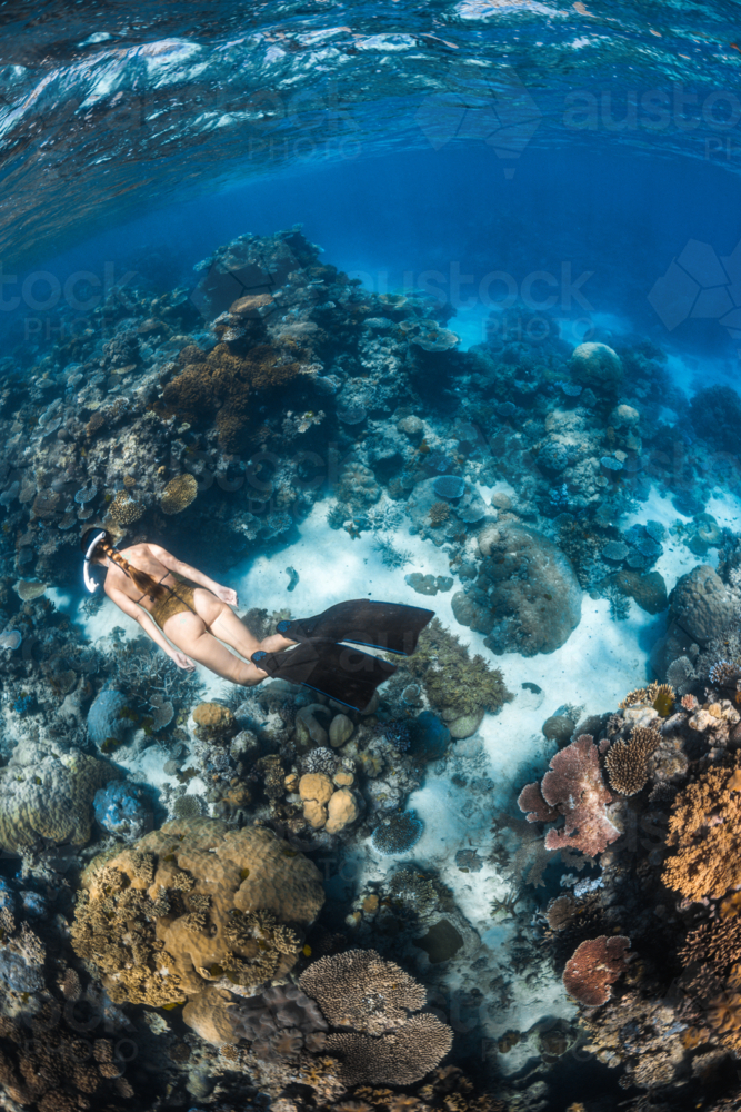 Woman snorkeling over a coral reef on the Great Barrier Reef - Australian Stock Image