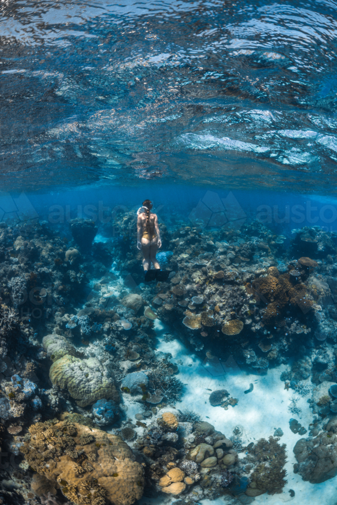 Woman snorkelling over a coral reef on the Great Barrier Reef - Australian Stock Image
