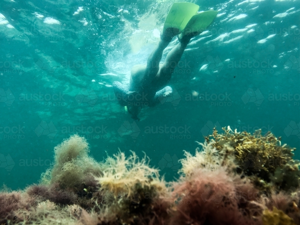 Woman snorkelling over coral - Australian Stock Image