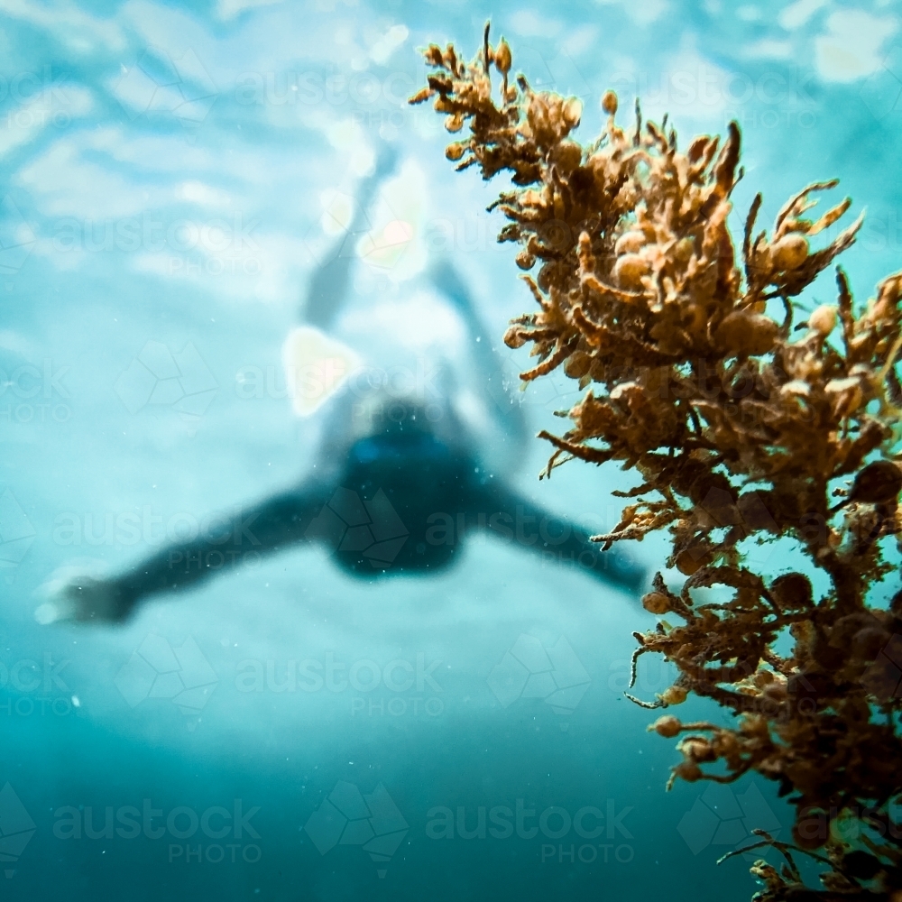 Woman snorkelling underwater in ocean - Australian Stock Image