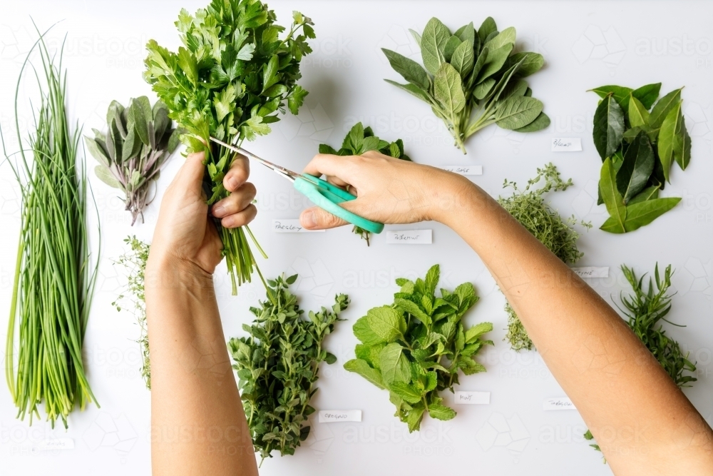 Woman sorting through a variety of herbs on table whilst holding scissors - Australian Stock Image