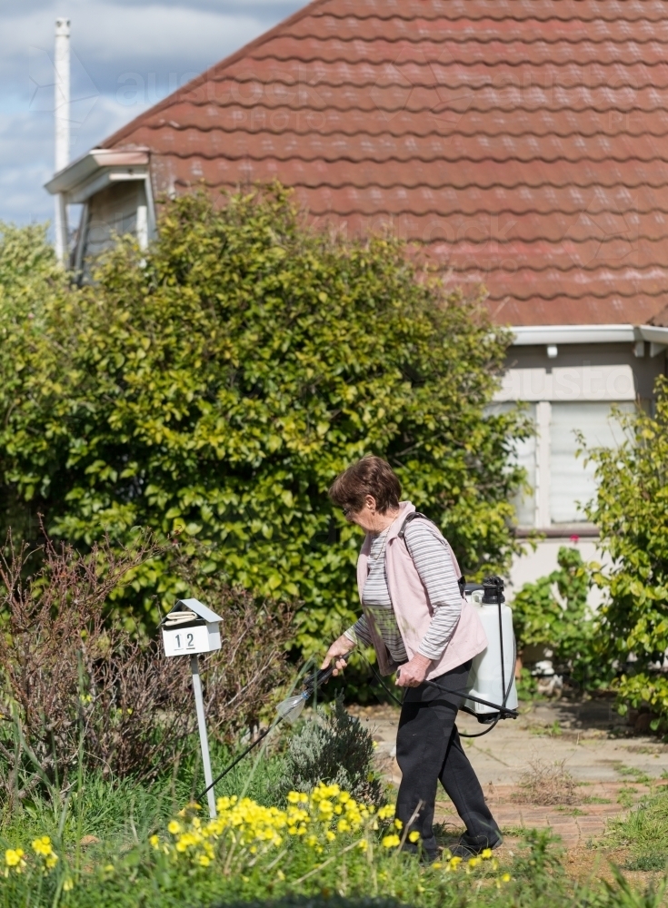 Image of Woman spraying weeds in front yard Austockphoto