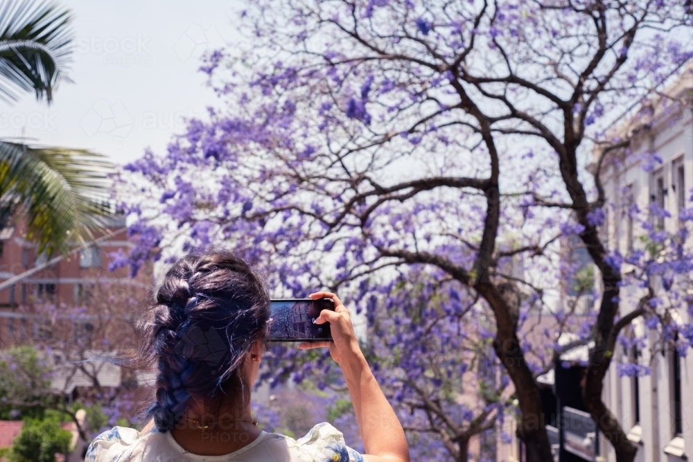 woman taking a photo of jacarandas in bloom - Australian Stock Image