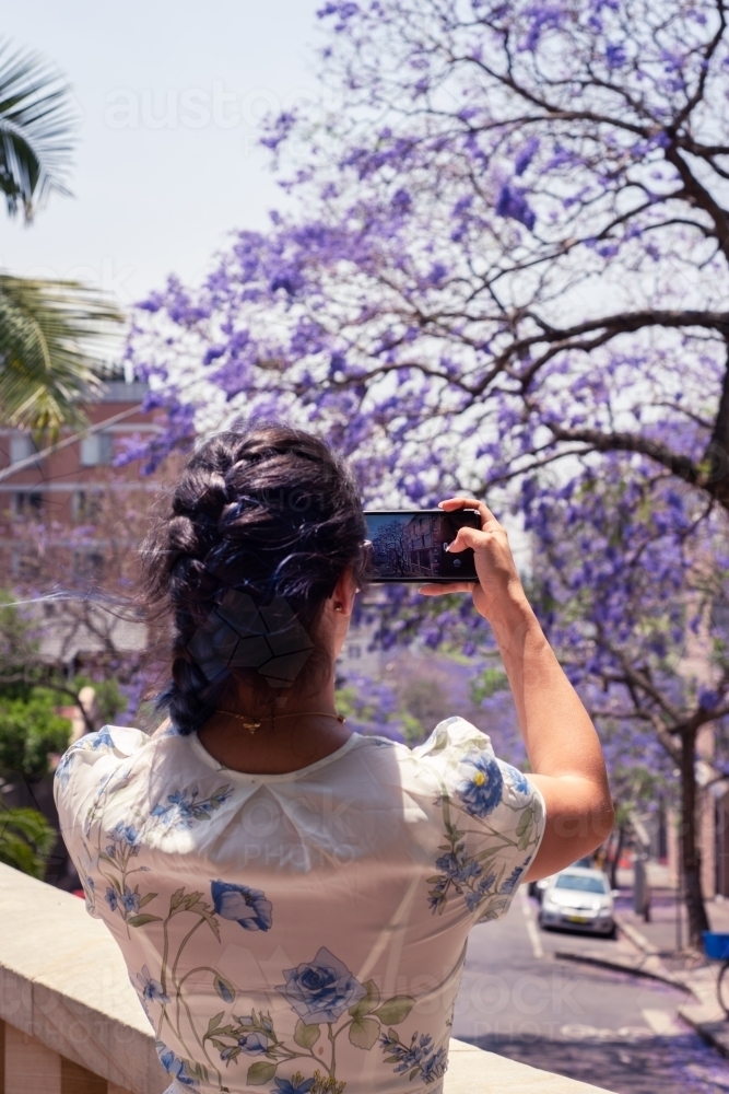woman taking photos of jacarandas in bloom - Australian Stock Image