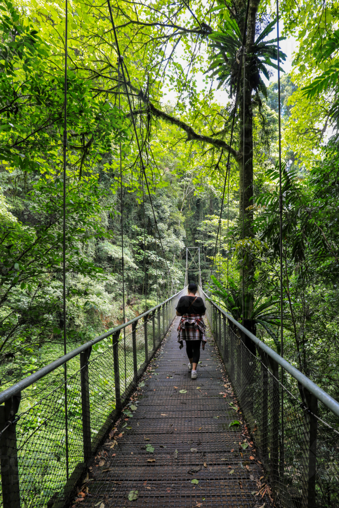 Woman walking across bridge spanning small waterfall in Dorrigo National Park in New South Wales - Australian Stock Image