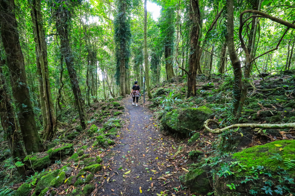 Woman walking along rainforest track in Dorrigo National Park in New South Wales, Australia. - Australian Stock Image