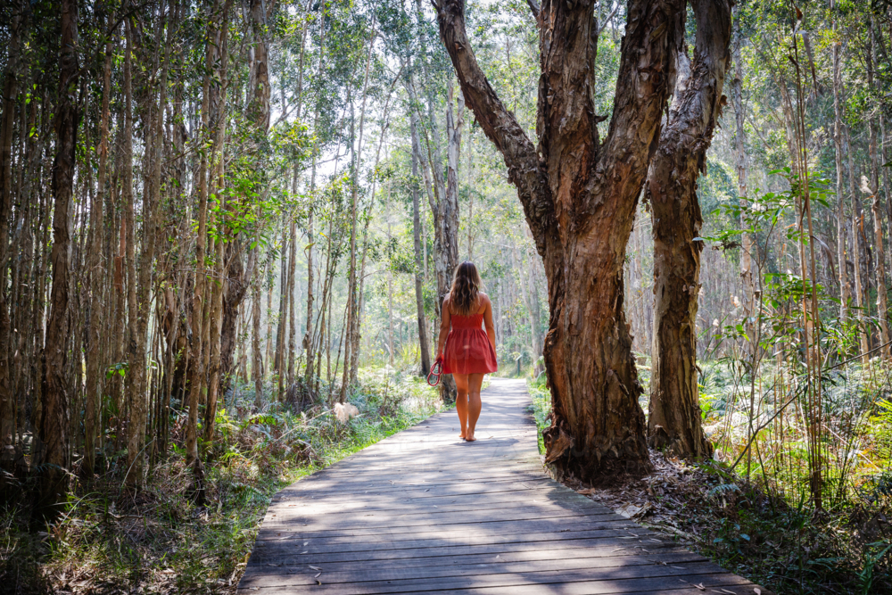 Woman walking bare foot on boardwalk in beautiful paperbark forest in Australia - Australian Stock Image