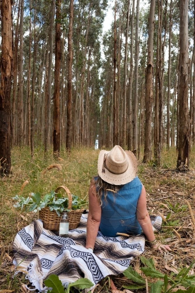 Woman walking through blue gum plantation - Australian Stock Image