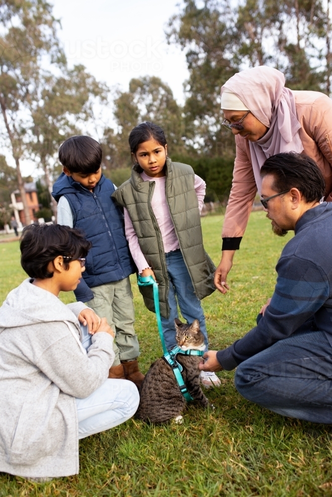 woman waring pink hijab man wearing blue sweater playing with a cat with 3 children - Australian Stock Image