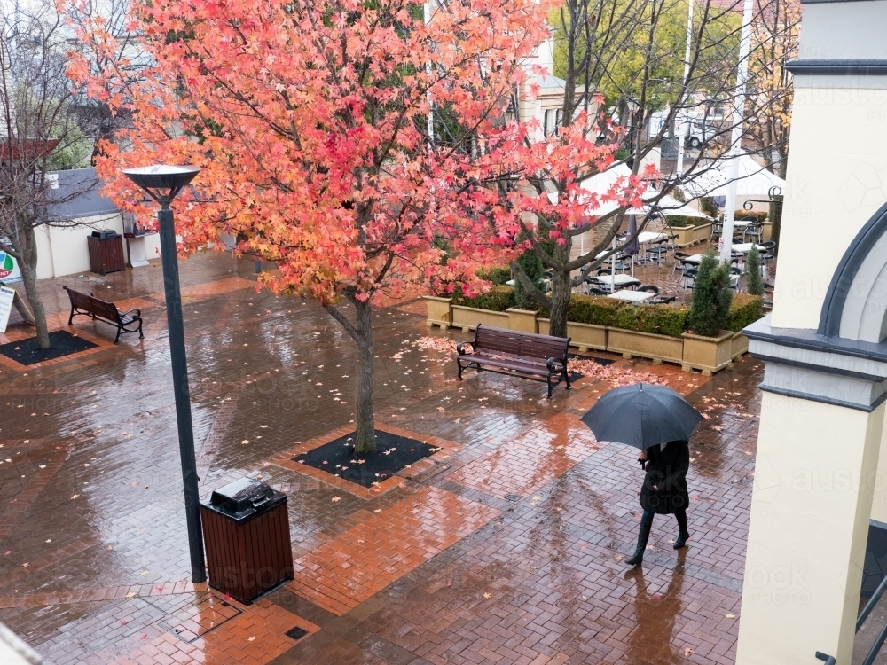 Woman with an umbrella walking on wet pavement near an autumn tree - Australian Stock Image