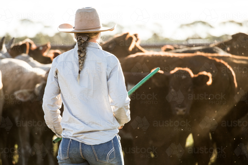 Woman with cattle in yards - Australian Stock Image