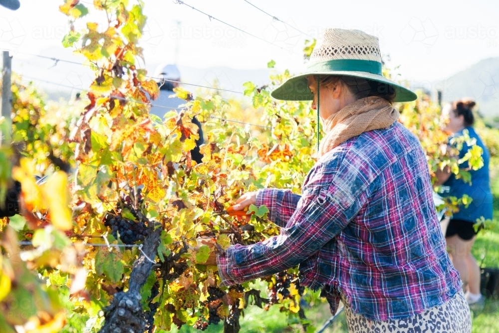 Woman working on farm picking grapes in morning light in Hunter Valley - Australian Stock Image
