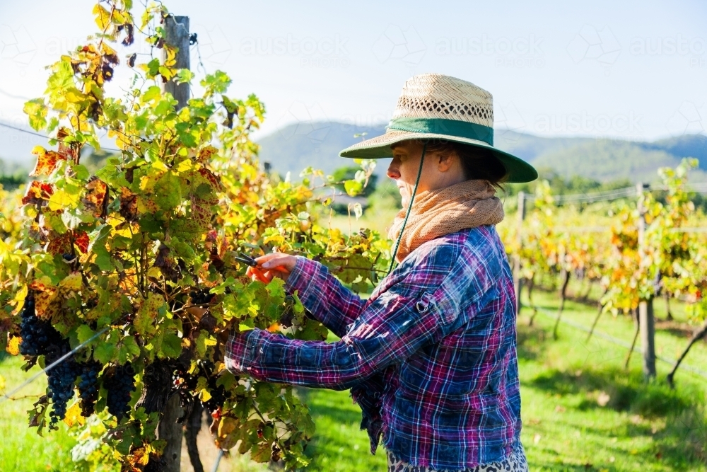 Woman working on farm picking grapes in morning light in Hunter Valley - Australian Stock Image