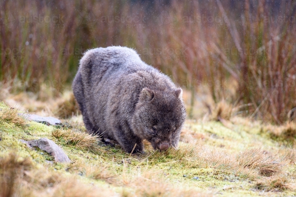 Wombat in Cradle Mountain eating frosty green grass - Australian Stock Image