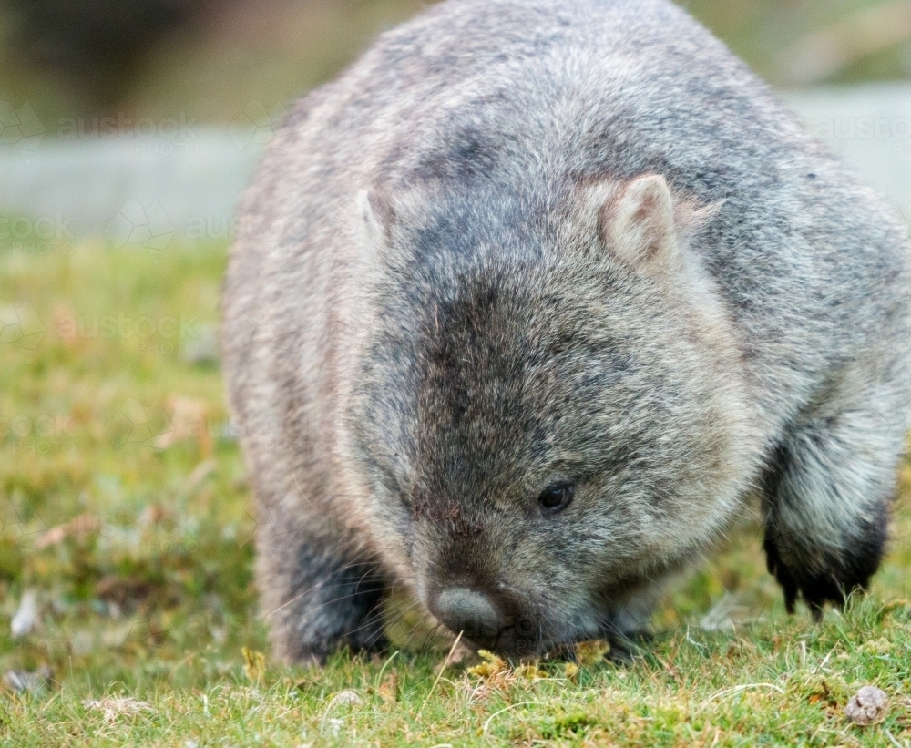 wombat eating grass - Australian Stock Image