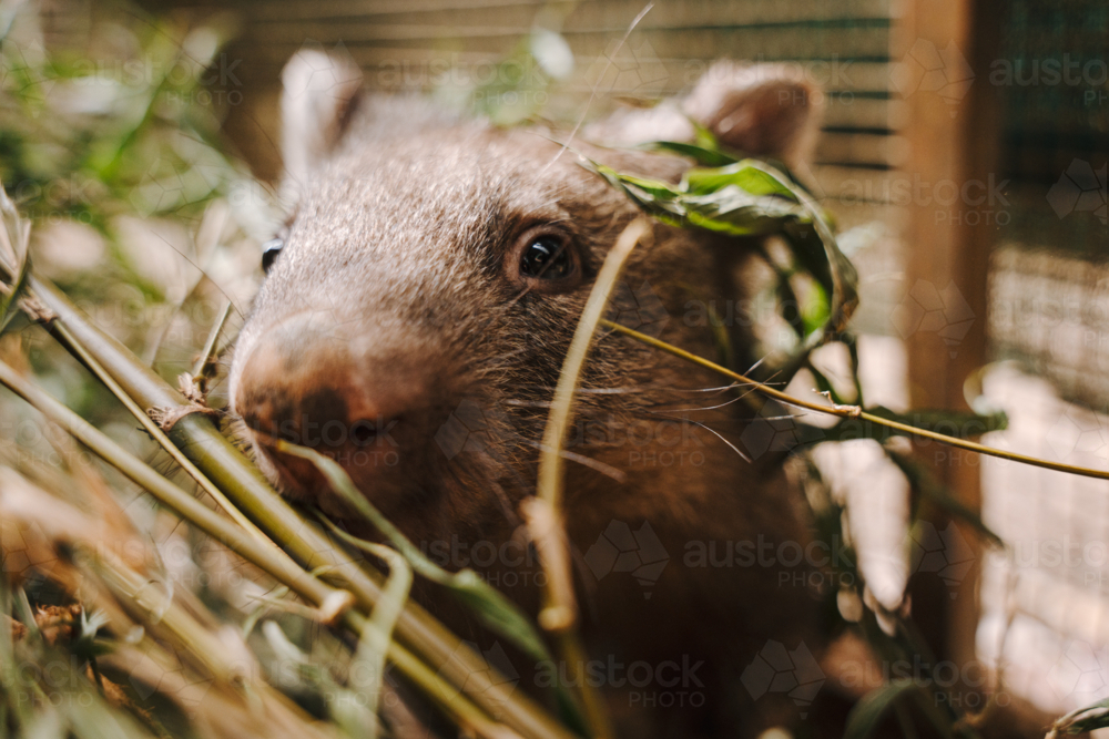 Wombat getting through the grass and wood in the foreground in an enclosure. - Australian Stock Image