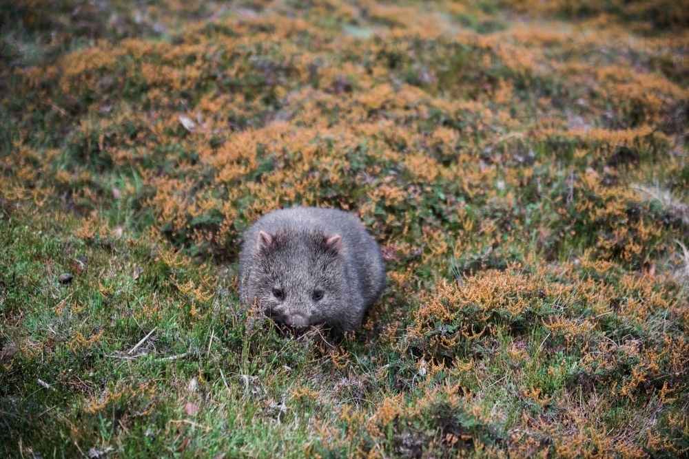 Wombat in grass in the wild - Australian Stock Image