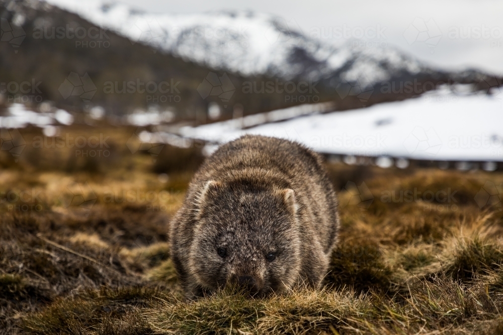 Wombat in the snow - Australian Stock Image