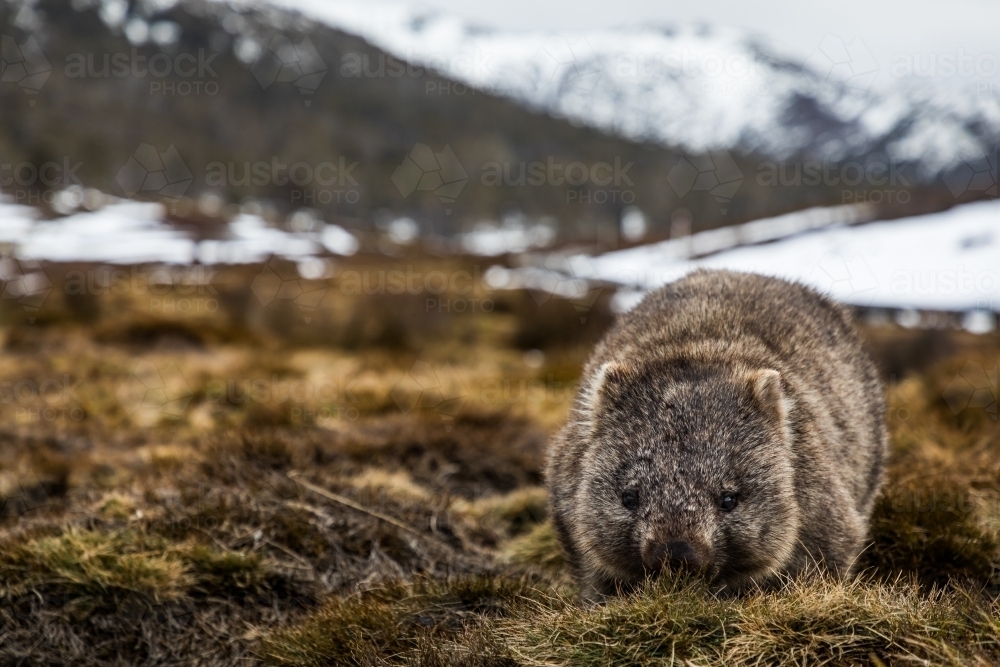 Wombat in the snow - Australian Stock Image